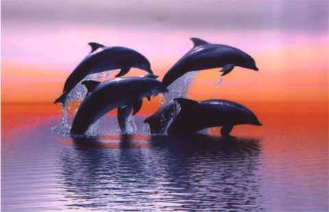 Dolfijnen zien slecht en gebruiken sonar
